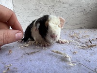 Mega Milo (1) (Kopie)