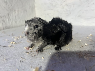 Memory X Coven (Kopie)