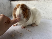 Niali Neu (3) (Kopie)