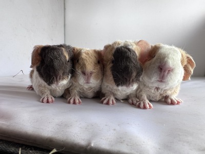 Nikita X Monte (Kopie) Nikita X Monte (Kopie)