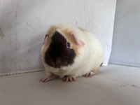 Novelle (3) (Kopie) Novelle (3) (Kopie)