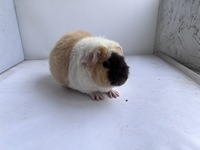 Novelle (4) (Kopie)