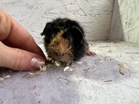 Now Sweet (3) (Kopie)