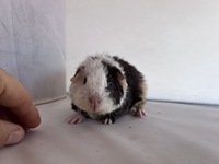 Pongo (2) (Kopie)