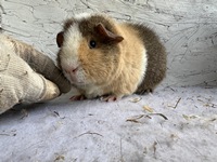 Rösti (3) (Kopie) Rösti (3) (Kopie)