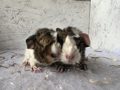 Tosca X Toscino (Kopie)