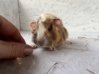 Valerian (2) (Kopie)