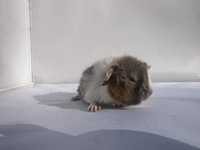 alfie (Kopie)