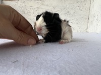 anakin (4) (Kopie)