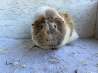 arinelle (2) (Kopie) arinelle (2) (Kopie)