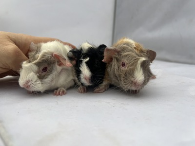 arinelle X dakito (Kopie)