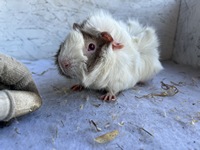 artemis (2) (Kopie)1