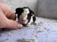 ascanena (3) (Kopie)