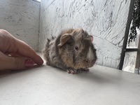 aslan (Kopie)