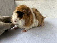 biene maja (2) (Kopie)1