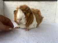 cassini (2) (Kopie)2