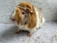 cherie (1) (Kopie) cherie (1) (Kopie)