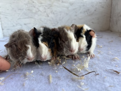 cherie X xolino (Kopie) cherie X xolino (Kopie)