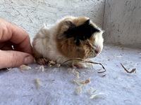 cherietaste (3) (Kopie)