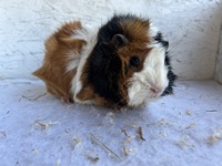 coralie (1) (Kopie) coralie (1) (Kopie)