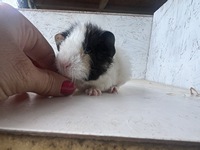 debbie (3) (Kopie)