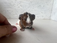 diablo (2) (Kopie)