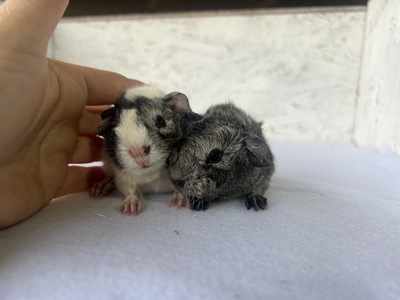 dolce X coven (Kopie)