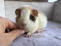 el curly (2) (Kopie)