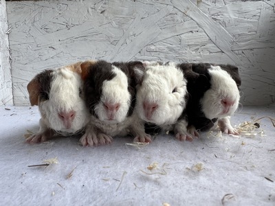 etana X banjo (Kopie)