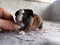 garstige grace (3) (Kopie)