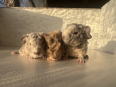 ikaria X findus (Kopie)