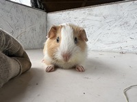 isabelle (2) (Kopie)