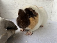 knallbonbon (1) (Kopie)