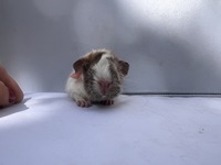 lady glinda (3) (Kopie)