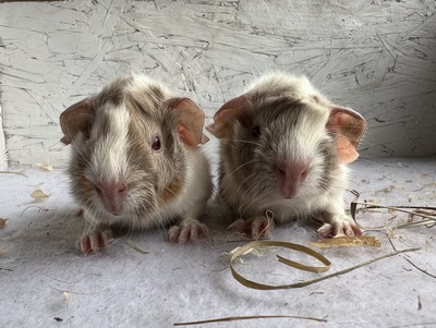 lemontarte X nevio (Kopie) lemontarte X nevio (Kopie)