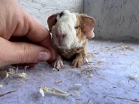 mega mario (3) (Kopie)