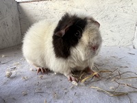 milchmaus (2) (Kopie)2