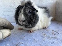 toscino (3) (Kopie)2