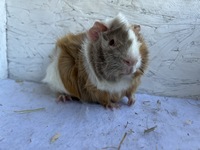 valerian (2) (Kopie)1